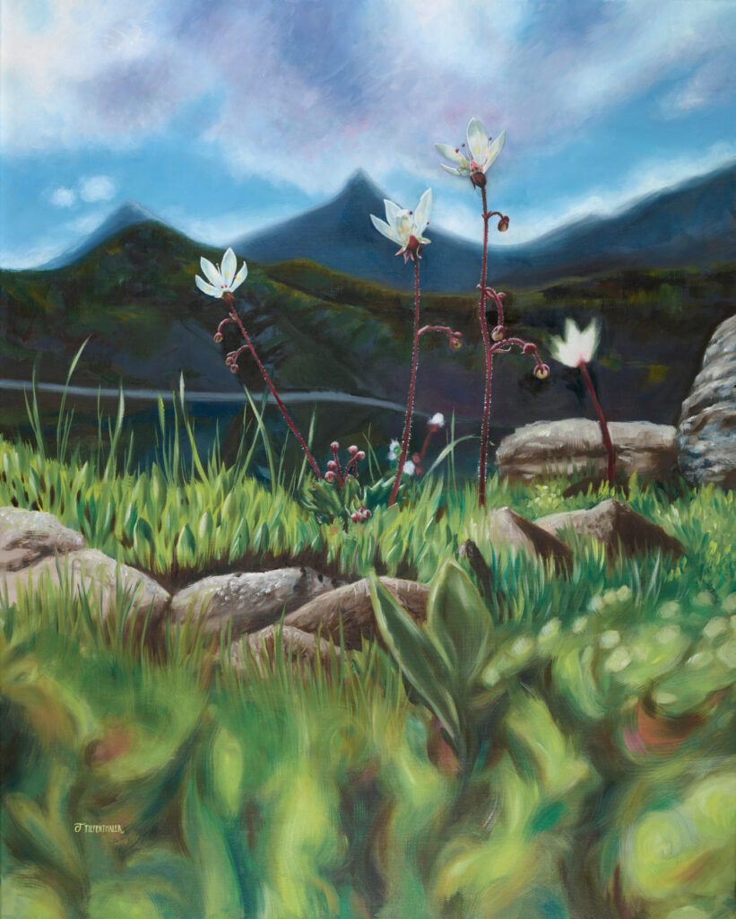 Weisse Bergblumen auf einer Alpwiese, dahinter blaue Gipfel, die von Wolken berührt werden.